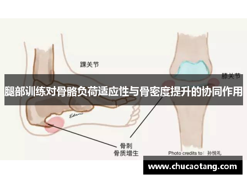 腿部训练对骨骼负荷适应性与骨密度提升的协同作用